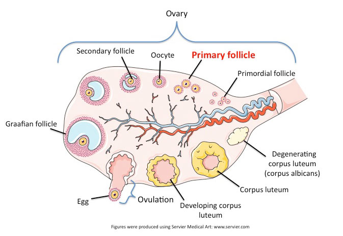 primary follicle final