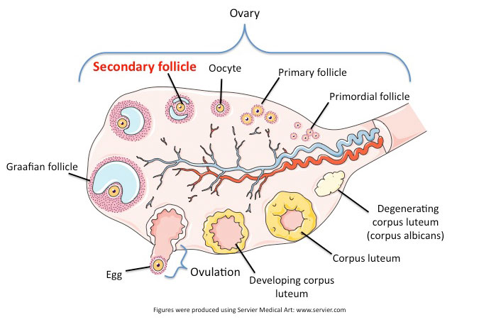 How Big Is A Mature Follicle 75