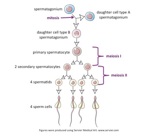 spermatogenesis.jpg