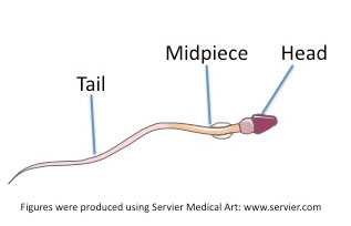 Oral sex picture guide