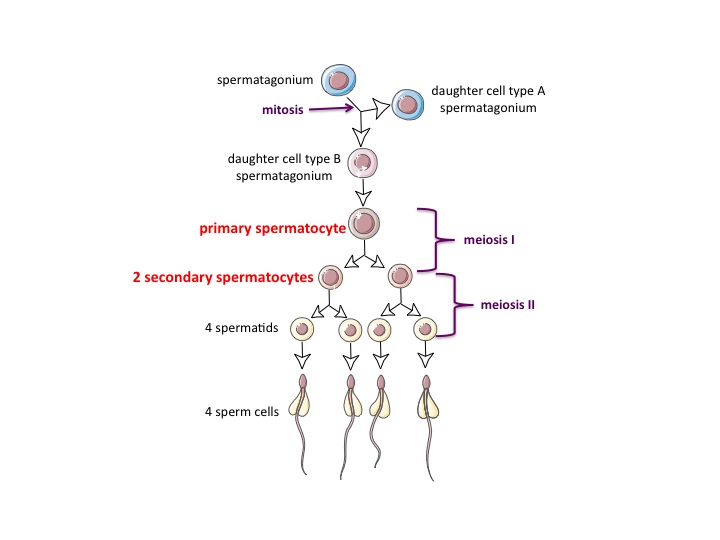 spermatocyte | Repropedia