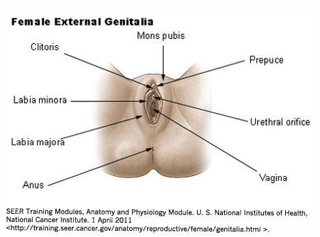 How Does The Penis Enter The Vagina 120