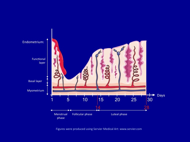 What is the luteal phase?